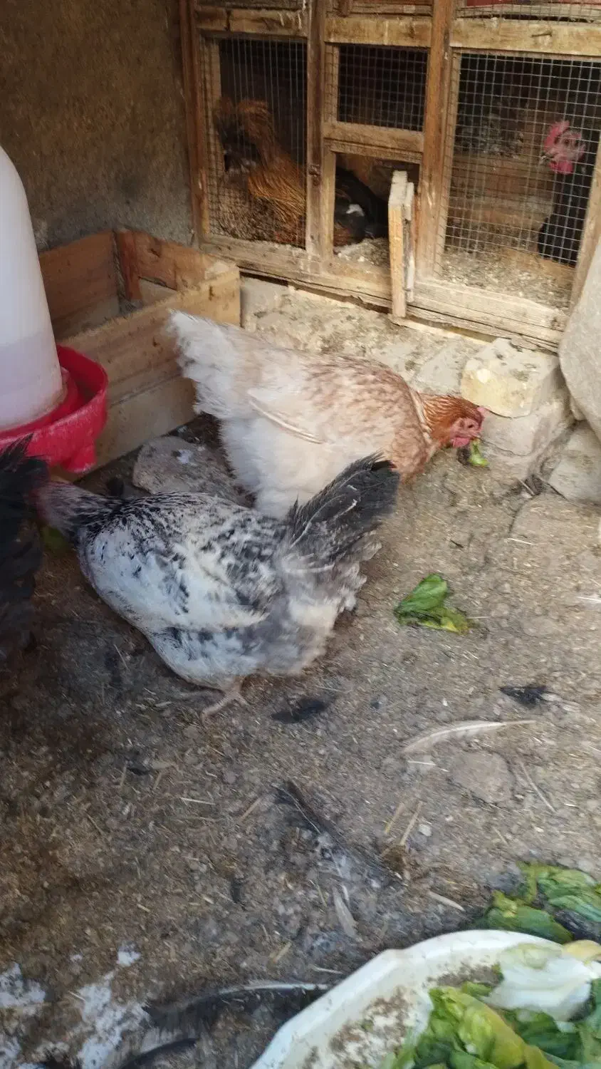 مرغ تخم گذار|حیوانات مزرعه|خوانسار, |دیوار