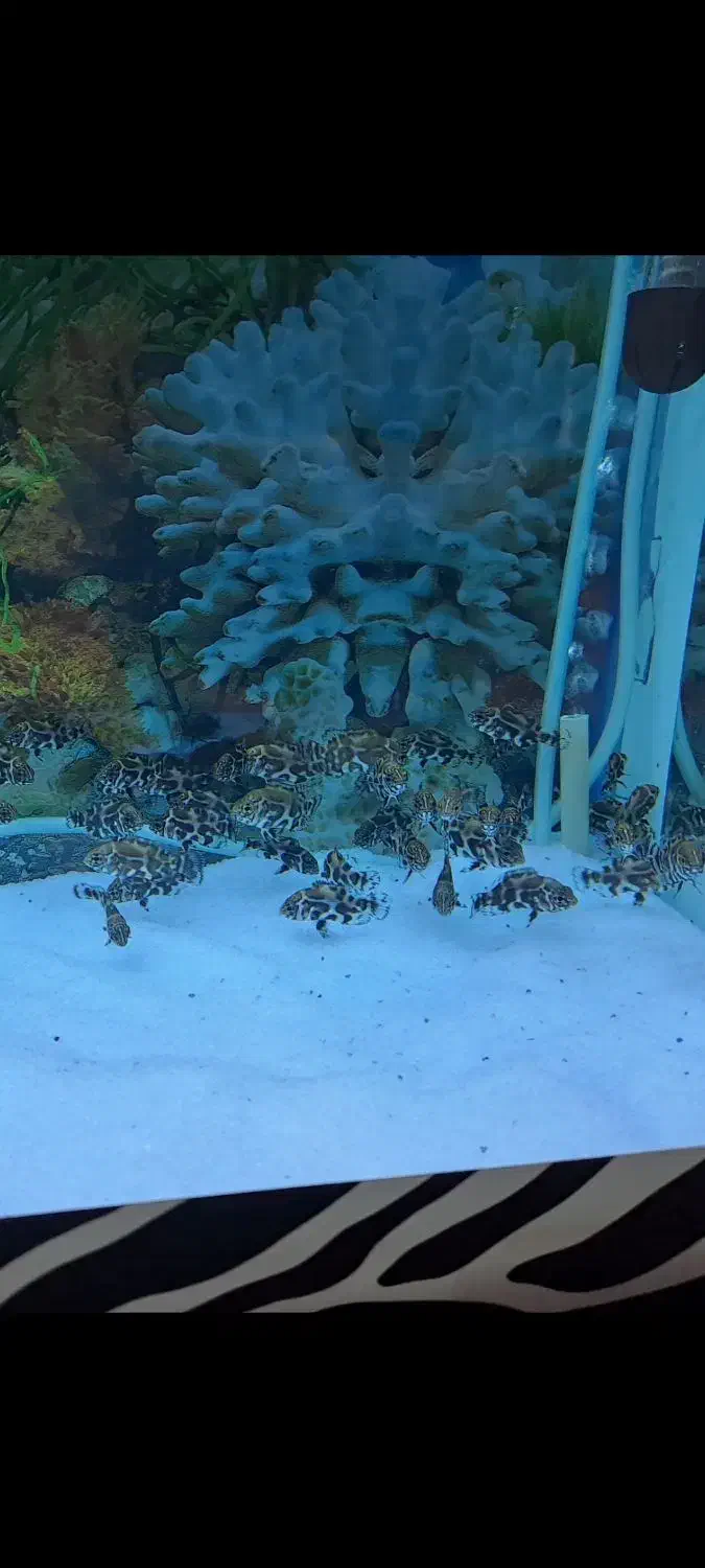 جوجه ماهی اسکار دوبندی|ماهی|دورود, |دیوار