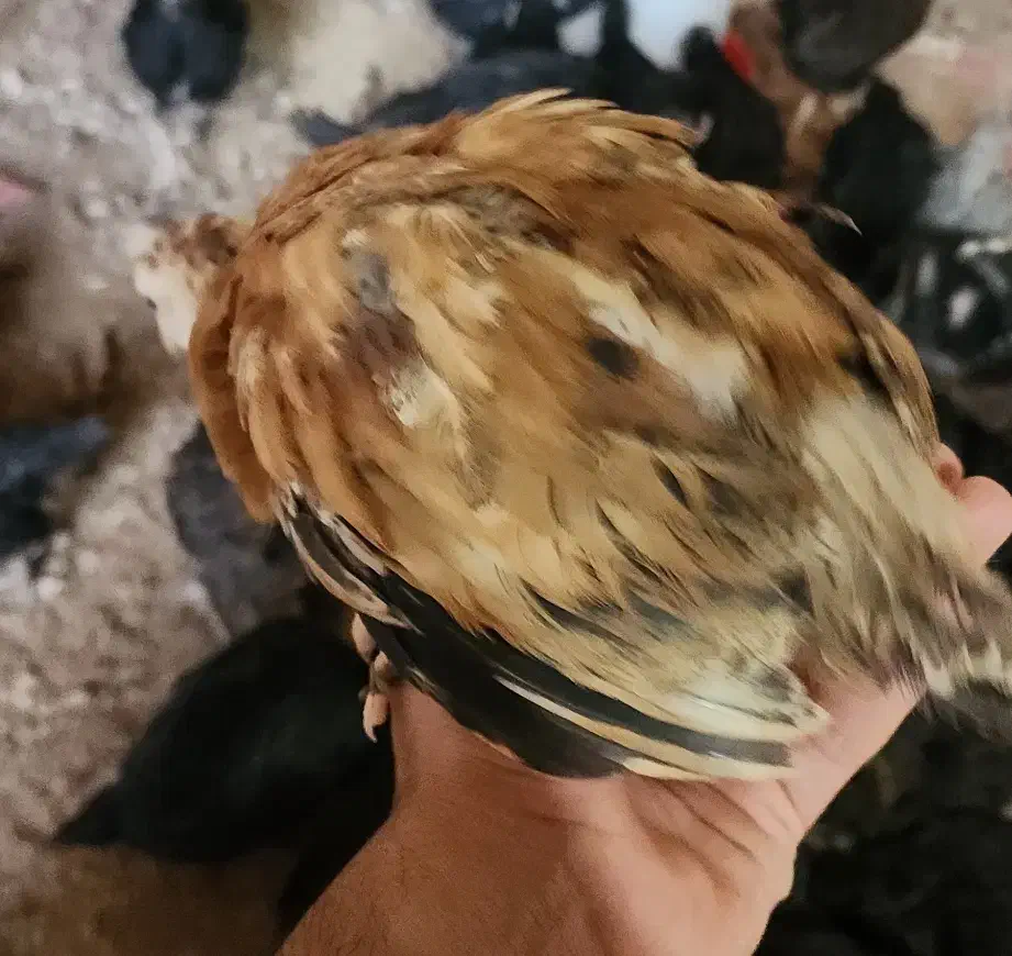 نیمچه مرغ و خروس|حیوانات مزرعه|خرمشهر, |دیوار