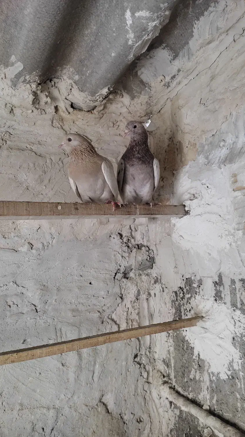 دو عدد کبوتر پرشی زردی و سرور نر و ماده خارجی|پرنده|بهارستان, |دیوار