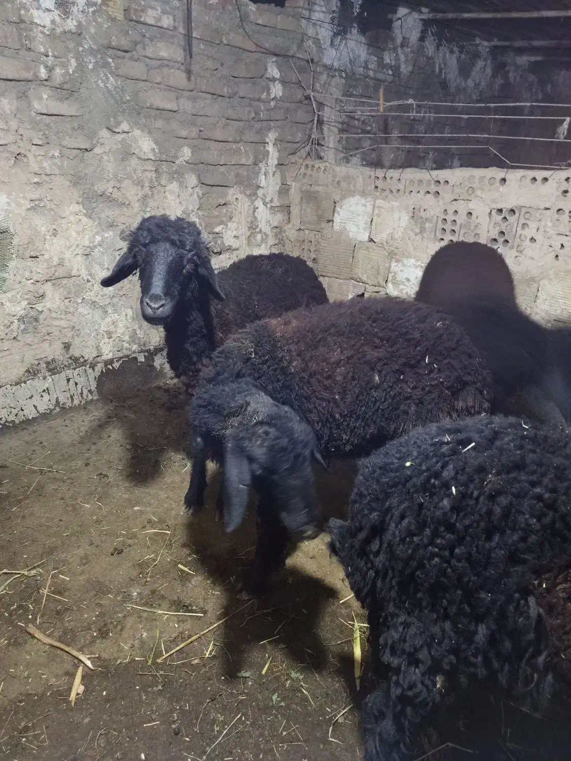 بره پرواری|حیوانات مزرعه|بهارستان, |دیوار