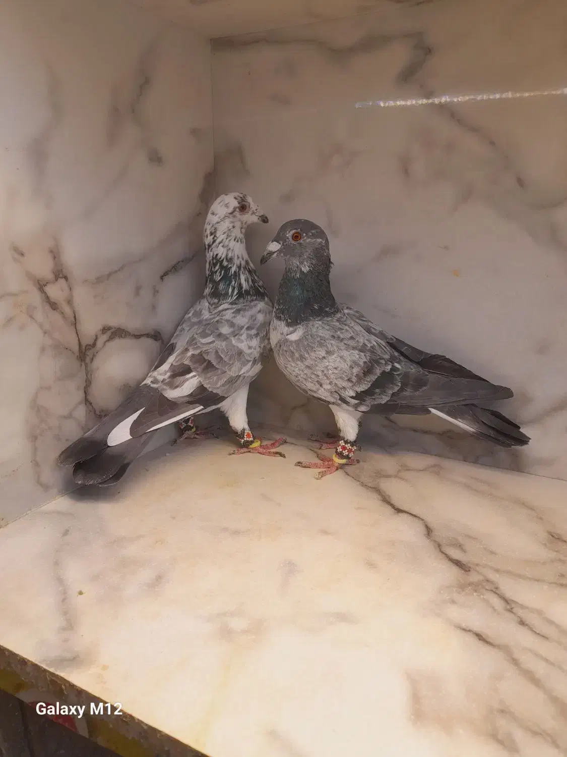 کفتر قره زرد بزک طوقی هفت رنگ ساده کاکلی|پرنده|مشهد, قائم|دیوار