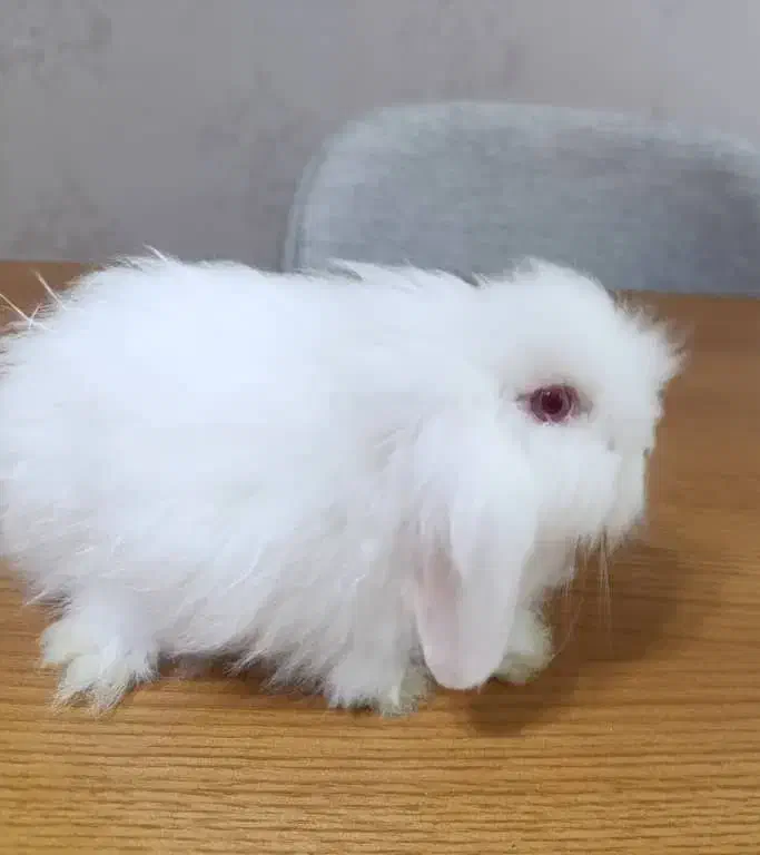 خرگوش لوپ اصیل اوکراینی|موش و خرگوش|بندرعباس, |دیوار