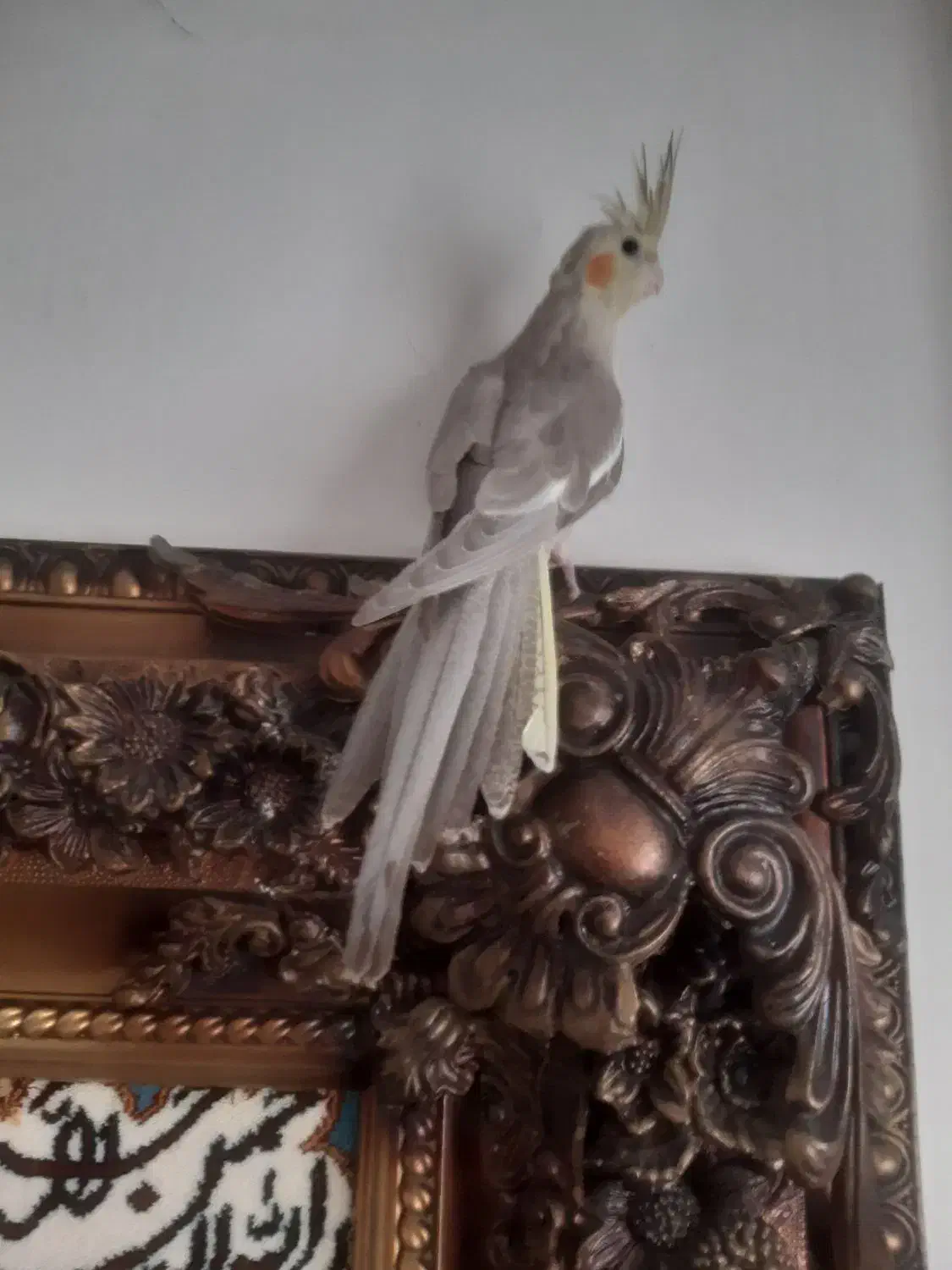 عروس هلندی نر جوان آماده|پرنده|پردیس, فاز ۳|دیوار