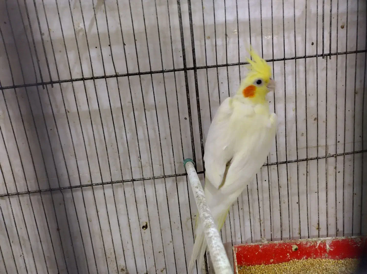 یه جفت عروس هلندی لوتینو|پرنده|خرمشهر, |دیوار