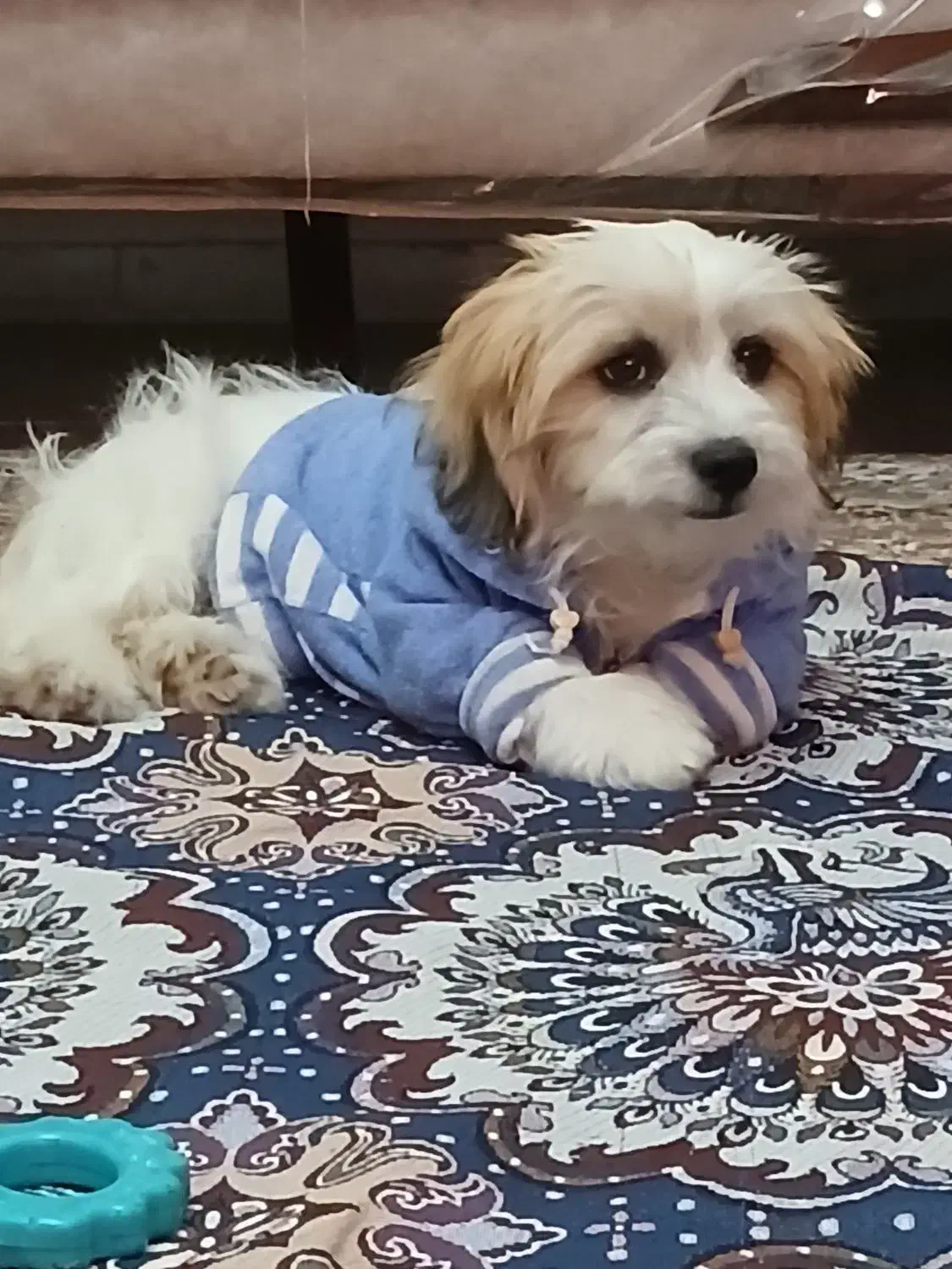 سگ پاکوتاه شیتزو بازی گوش ناز|سگ|زنجان, |دیوار