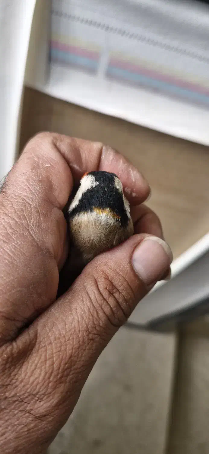 سهره چهارگل خط نما تکسیر قفس حلقه پلمپ|پرنده|شیراز, شهرک مهدیه|دیوار