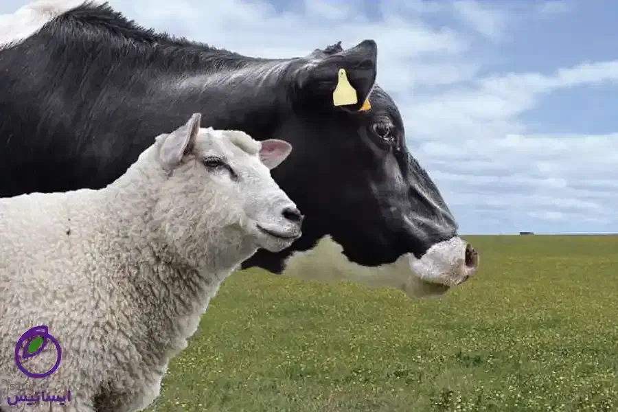 دام زنده با قصاب در محل|حیوانات مزرعه|تهران, استاد معین|دیوار