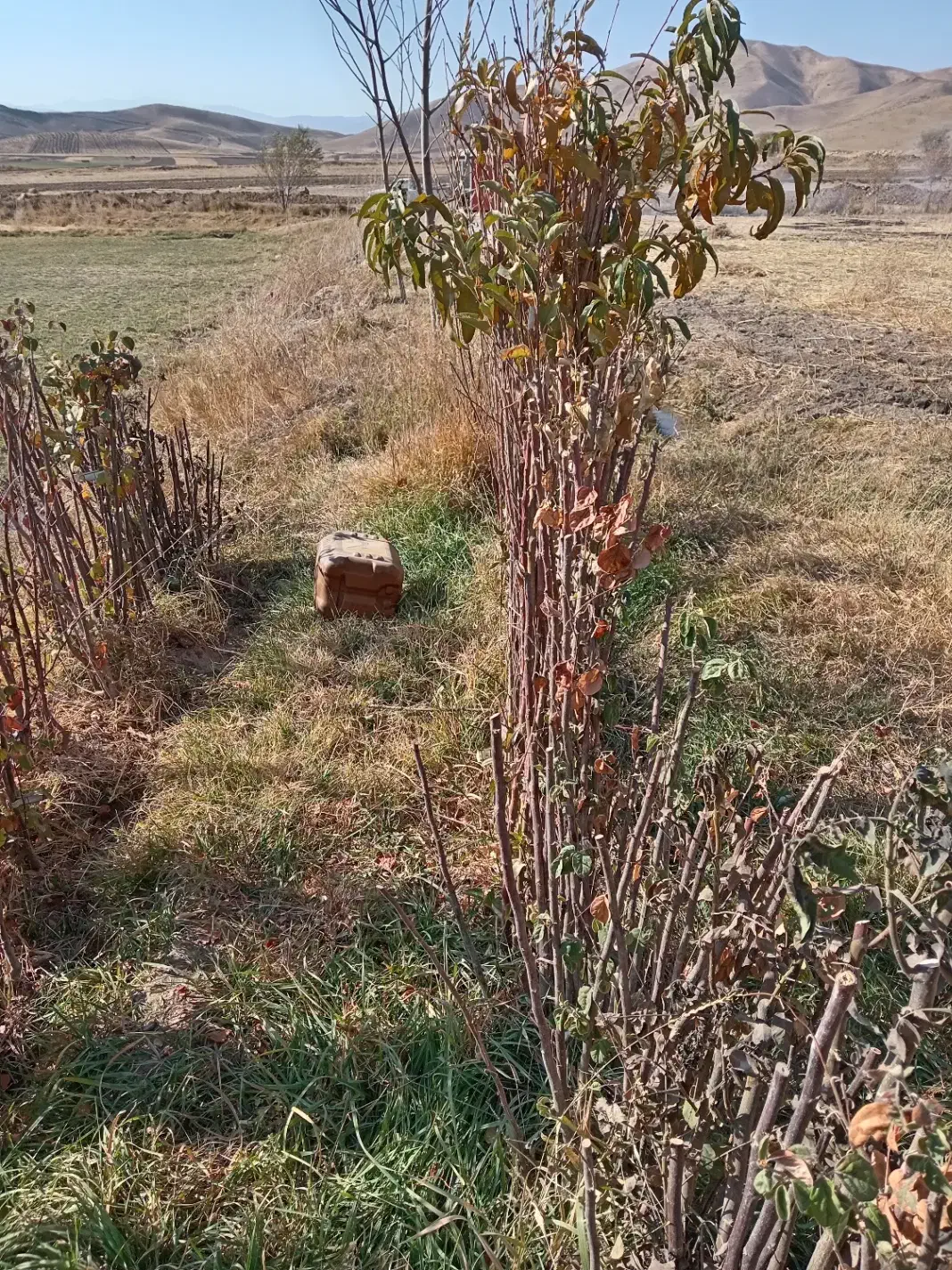 انواع نهال میاندواب زیر قیمت بازار حرص درخت|خدمات باغبانی و درختکاری|سنقر, |دیوار