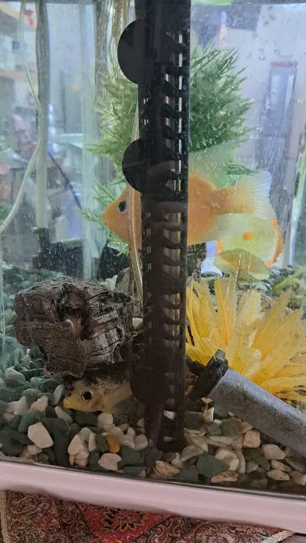 آکواریوم شرکتی با کلیه لوازم|ماهی|مشهد, نوید|دیوار