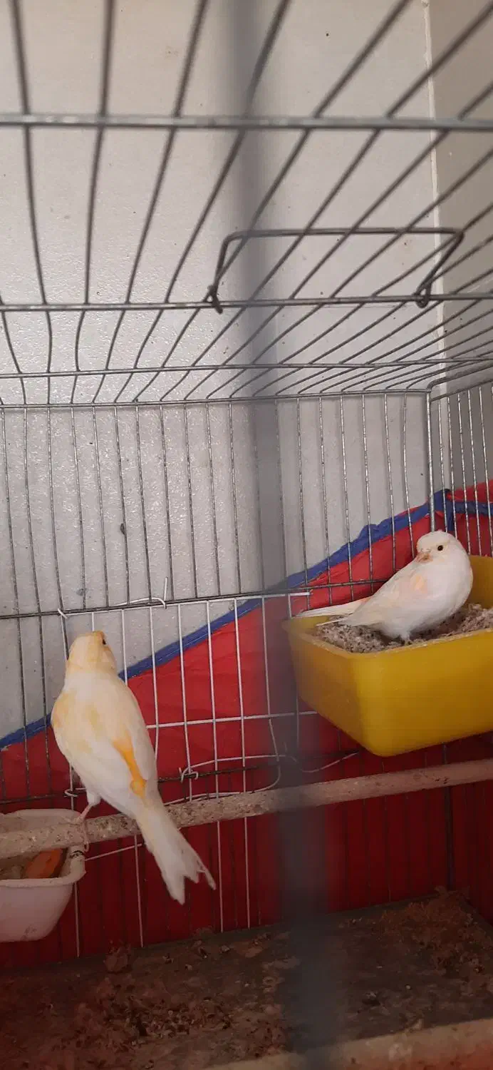 قناری جفت|پرنده|ساوه, |دیوار