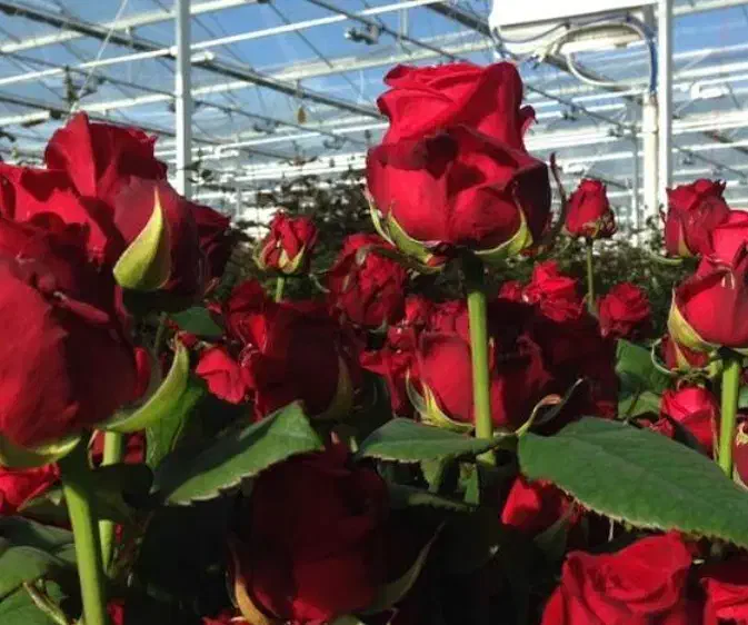 گلخانه گل رز تک و عمده|گل و گیاه طبیعی|شیراز, ملاصدرا|دیوار