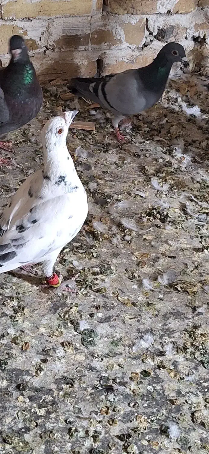 کبوتر|پرنده|اقبالیه, |دیوار