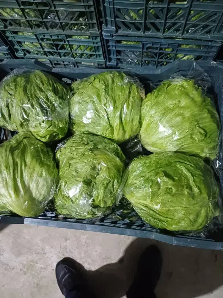 کاهو ایسبرگ دزفول نو بر|خدمات باغبانی و درختکاری|آستارا, |دیوار