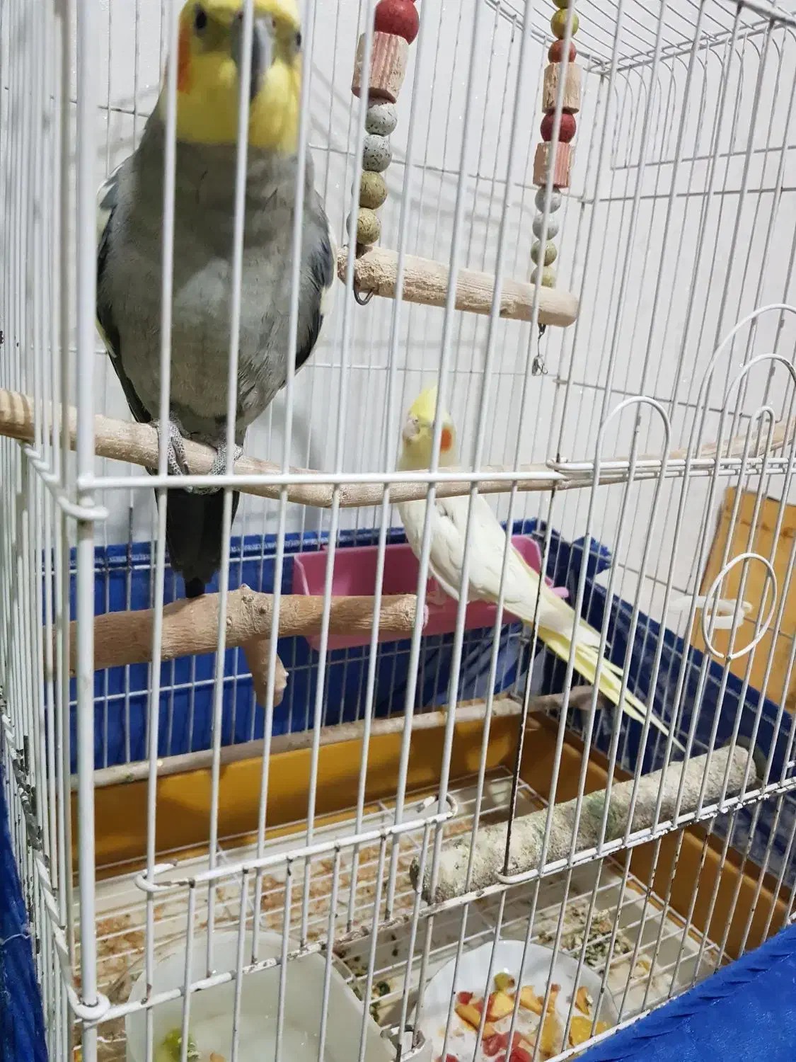 جفت مولد عروس هلندی سخنگو ۵۰ کلام جوجه داده|پرنده|پاکدشت, خاتون آباد|دیوار