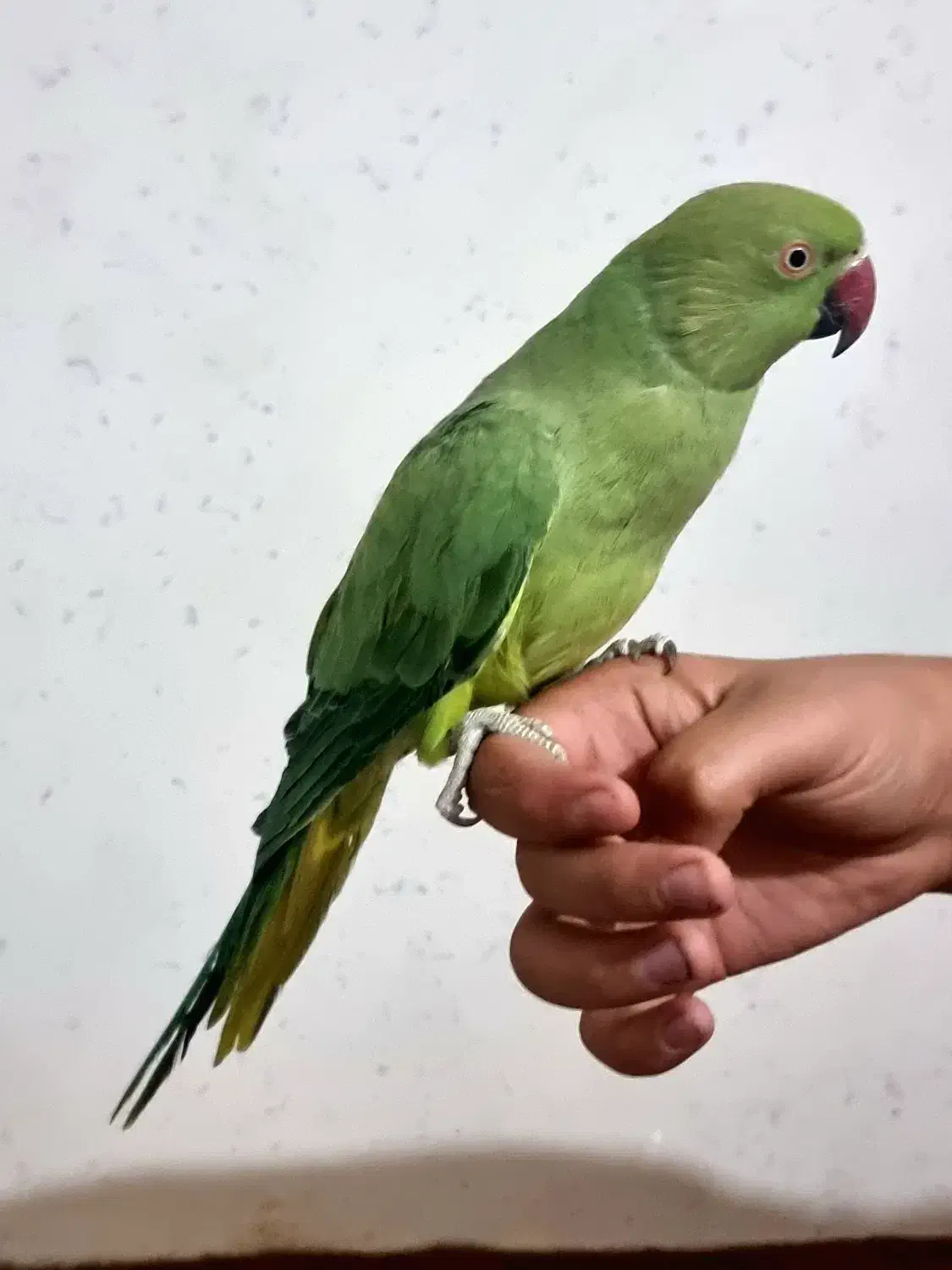 طوطی ملنگو|پرنده|سلماس, |دیوار