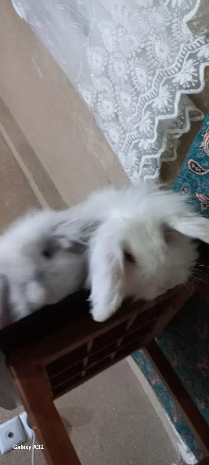 یه جفت خرگوش لوپ هلندی واکسن زده|موش و خرگوش|پرند, فاز ۵|دیوار