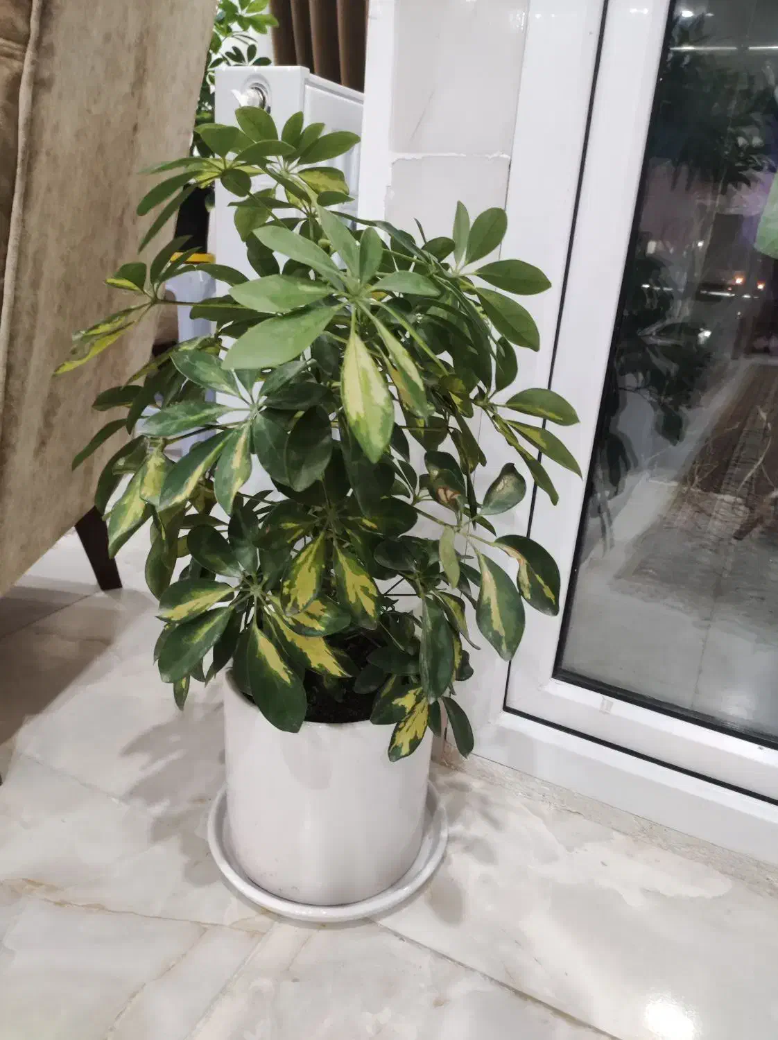 شفلرا ابلق|گل و گیاه طبیعی|قزوین, |دیوار