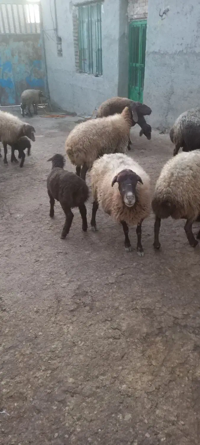 میش و بره .|حیوانات مزرعه|گل تپه, |دیوار