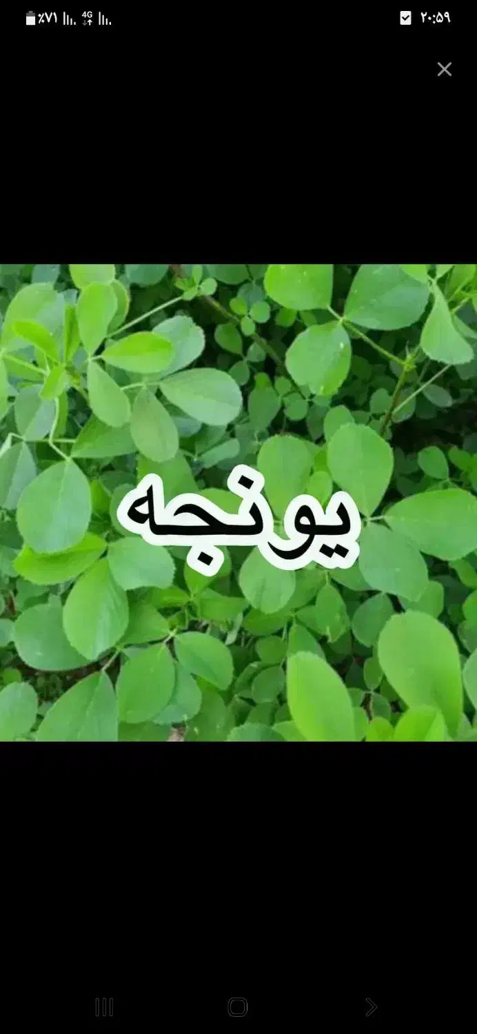 یونجه شهری|لوازم جانبی حیوانات|فرخ‌شهر, |دیوار