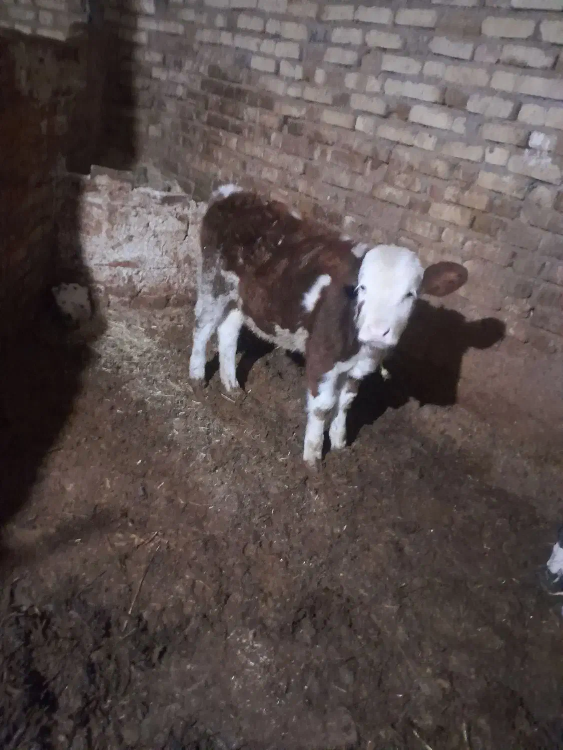 گوساله ماده|حیوانات مزرعه|آوج, |دیوار