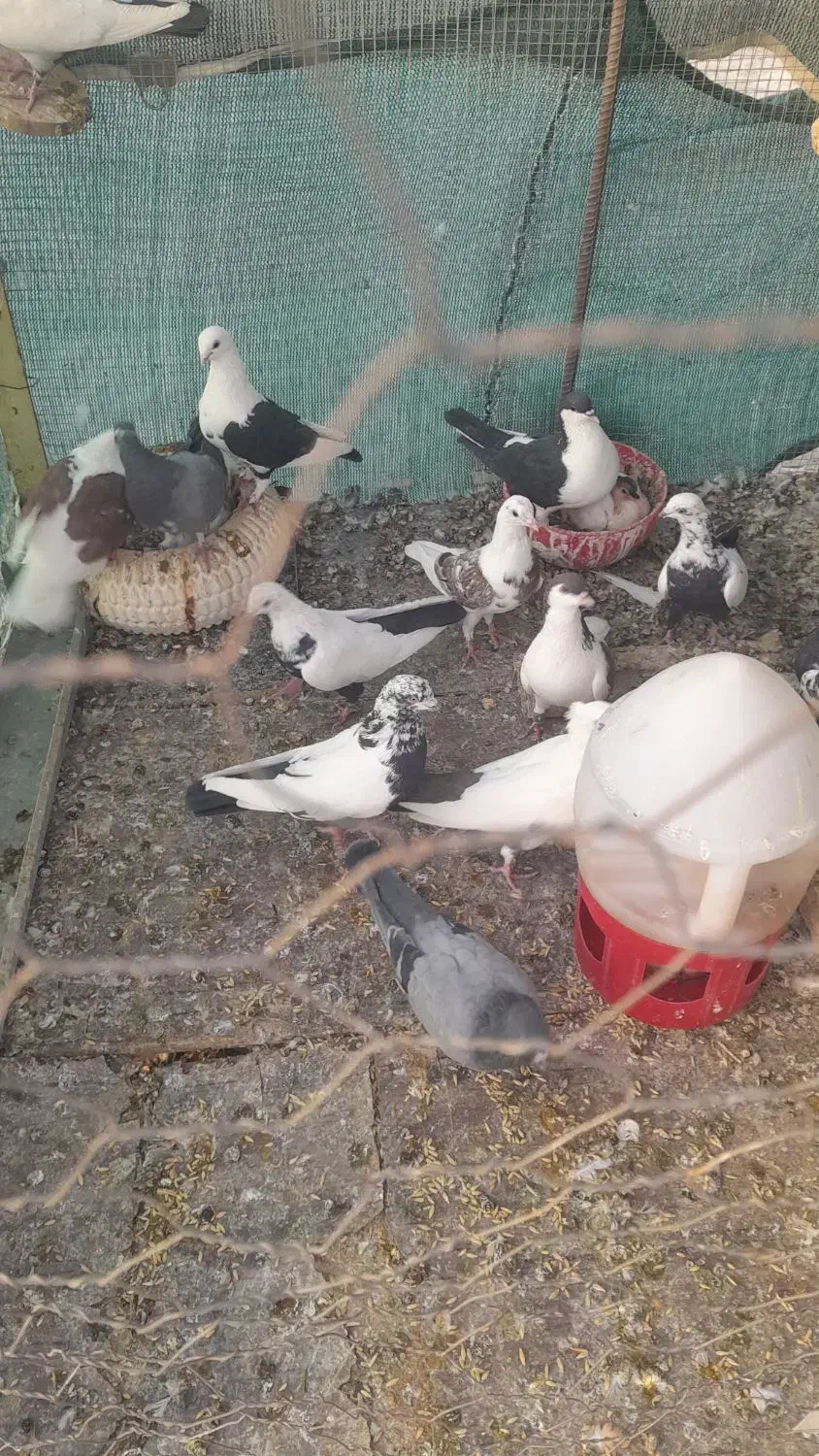 کبوتر فروشی|پرنده|اصفهان, شهرک صنعتی جی|دیوار