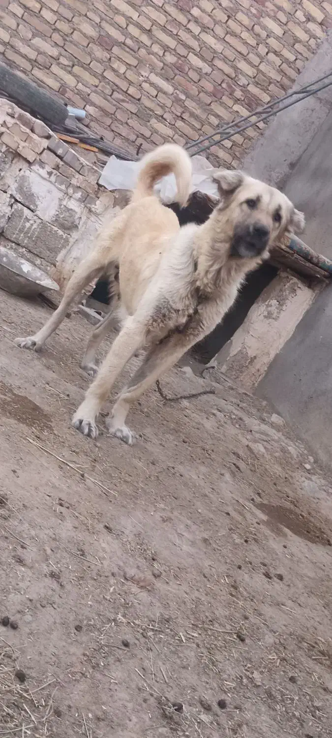 سگ سرابی|سگ|هریس, |دیوار