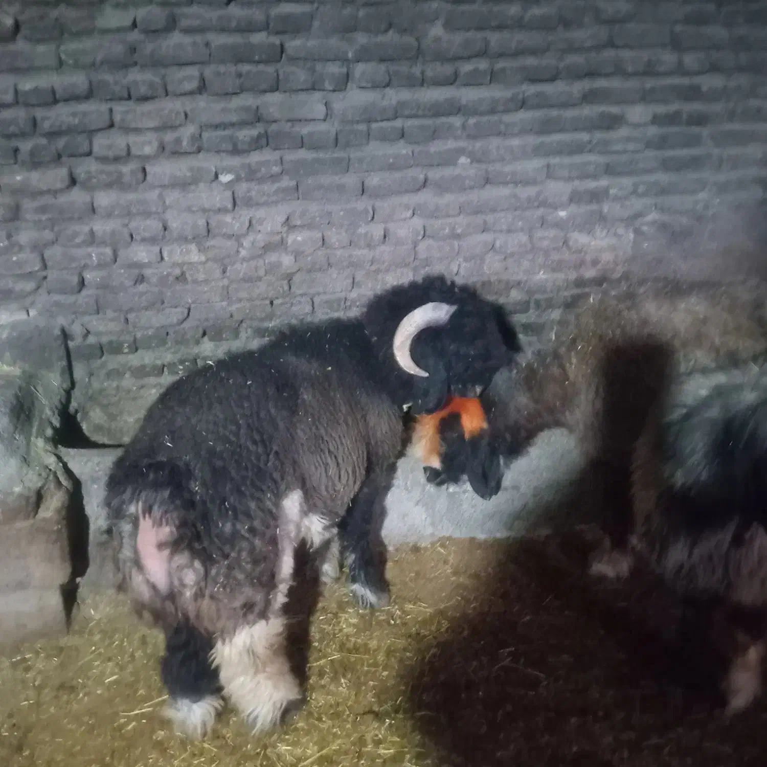 بره قوچی اصل|حیوانات مزرعه|کوهرنگ, |دیوار