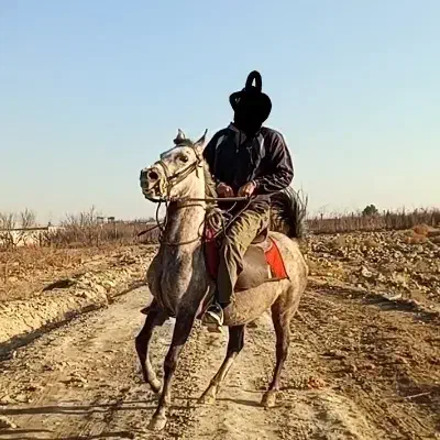 اسب کرد|اسب و تجهیزات اسبسواری|تهران, آذربایجان|دیوار