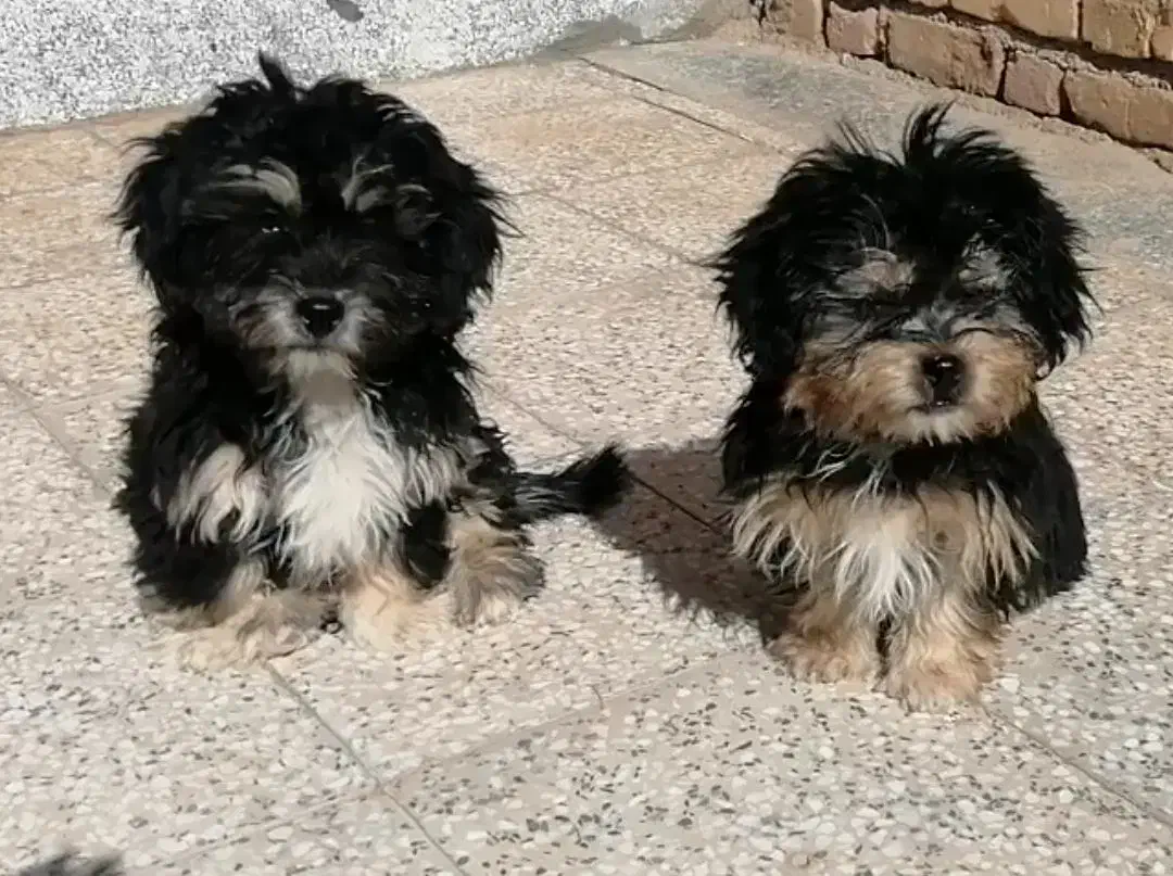 فروش توله|سگ|کرمان, |دیوار