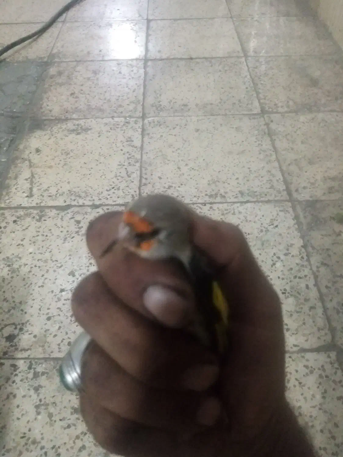 سهره معاوضه یافروشی|پرنده|مشهد, نظام دوست|دیوار