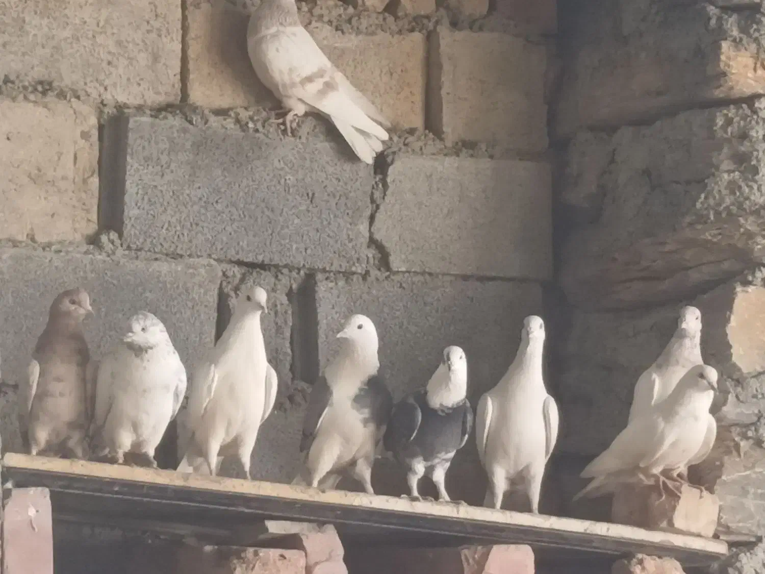 کبوتر|پرنده|ننور, |دیوار