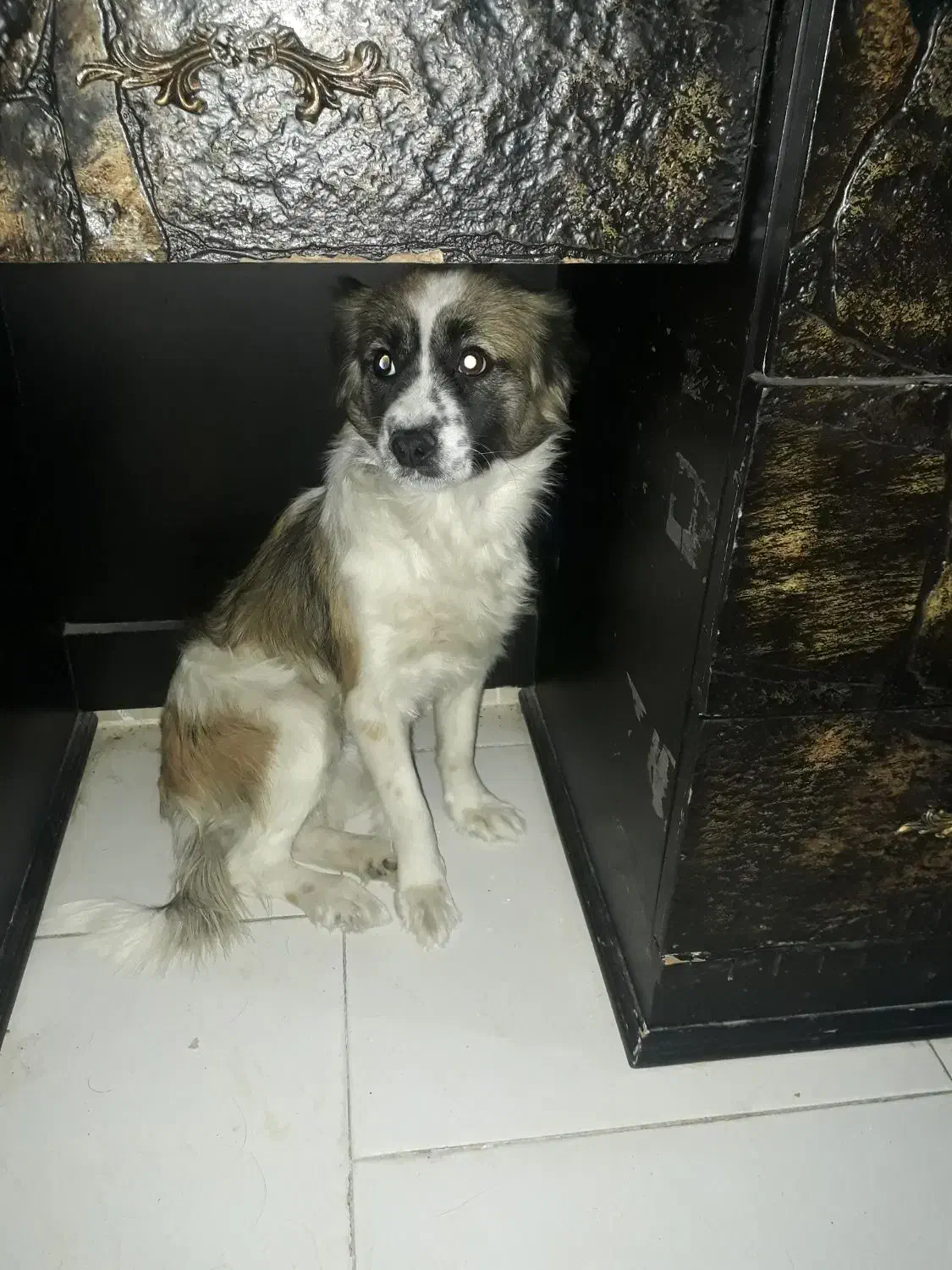 سگ ماده|سگ|نظرآباد, مسکن مهر نظرآباد|دیوار