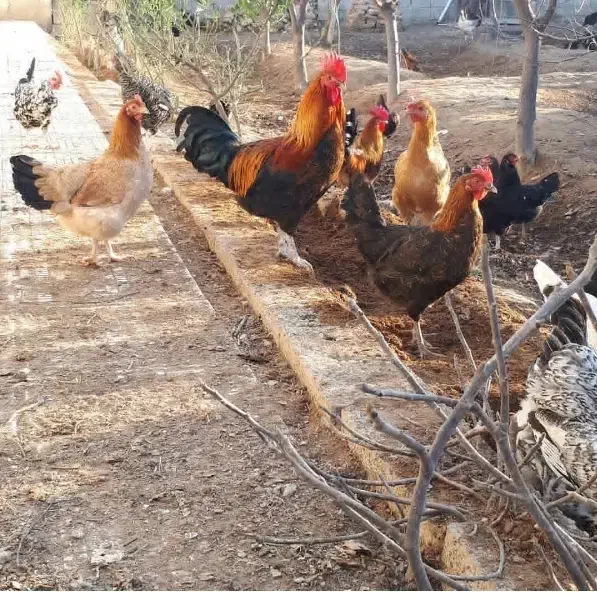 تخم مرغ خوراکی محلی روستایی|خوردنی و آشامیدنی|فردیس, شهرک وحدت|دیوار