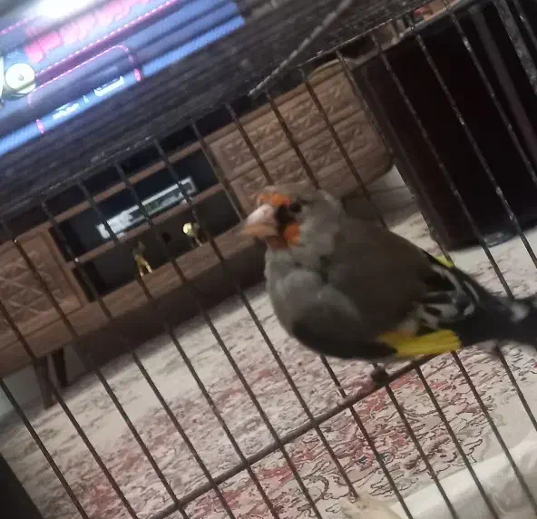 سره قناری|پرنده|مشهد, حجت|دیوار