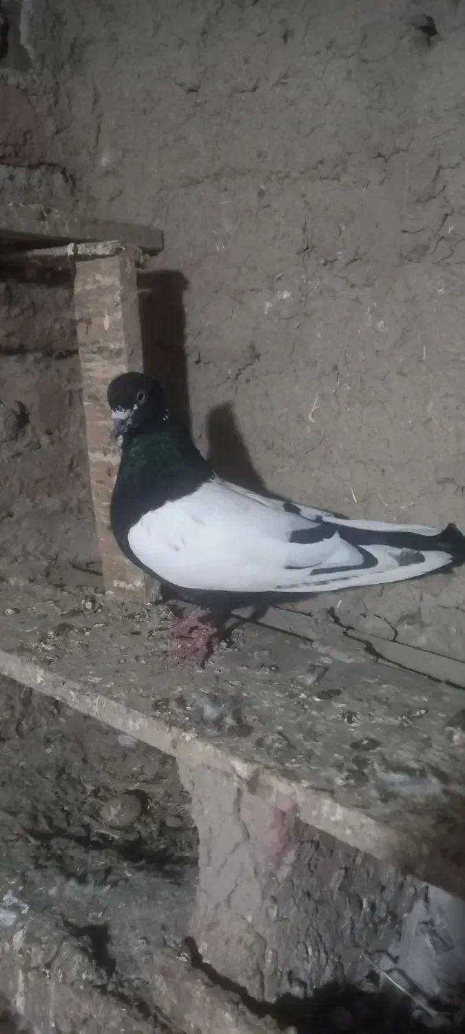 سینه سیاه نرپیس ککیل وکلفه ماده|پرنده|نمین, |دیوار