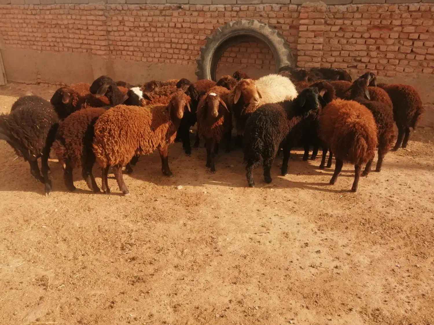 22راس بره ماده افشاری و گله گرد.|حیوانات مزرعه|اسفراین, |دیوار