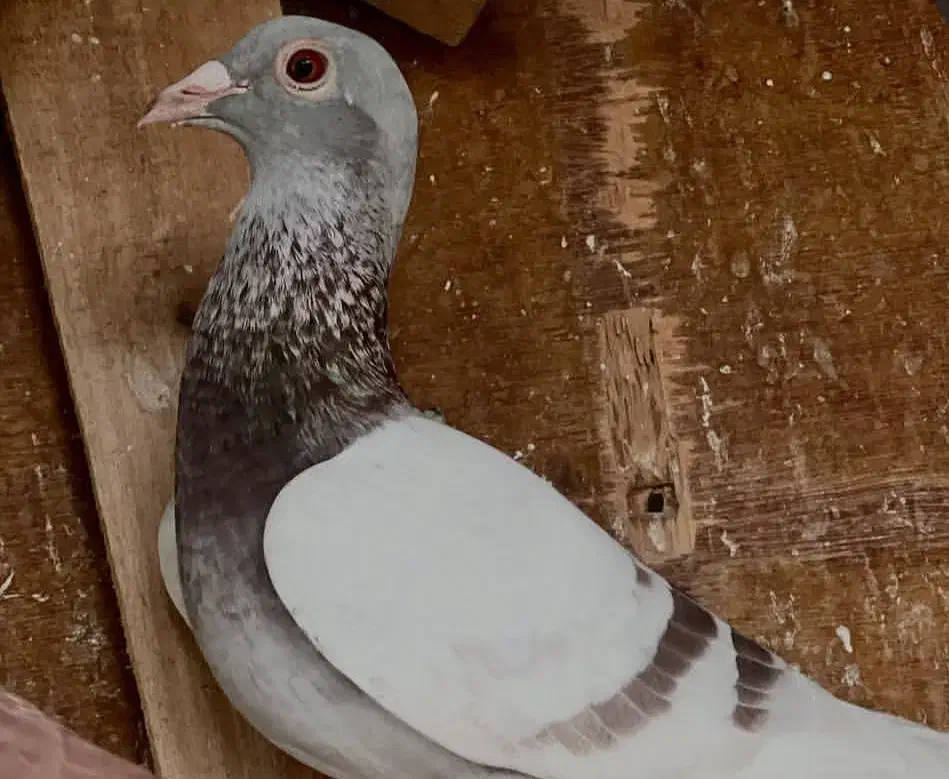 پنج عدد مسافتی پرواز بالا|پرنده|تربتحیدریه, نواب صفوی|دیوار