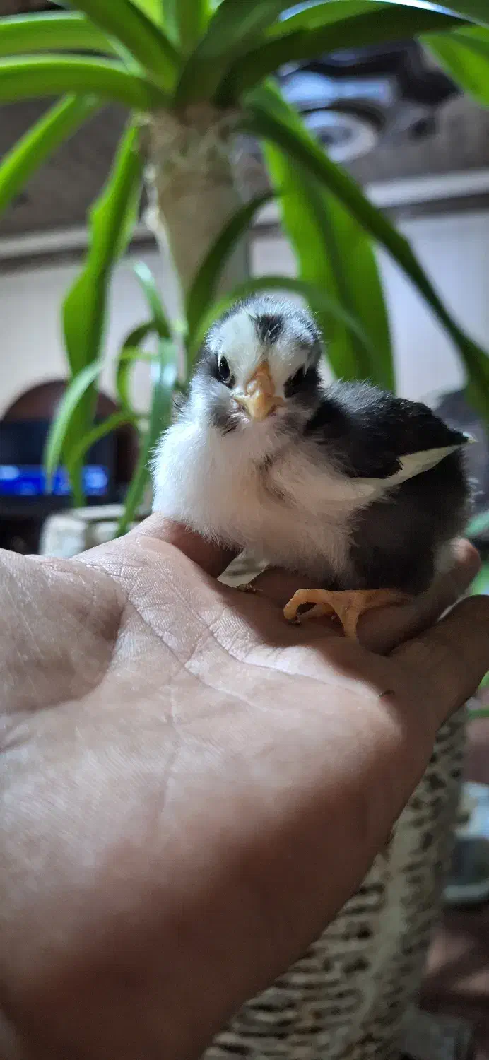 تولید اقتصادی جوجه|لوازم جانبی حیوانات|سیرجان, |دیوار