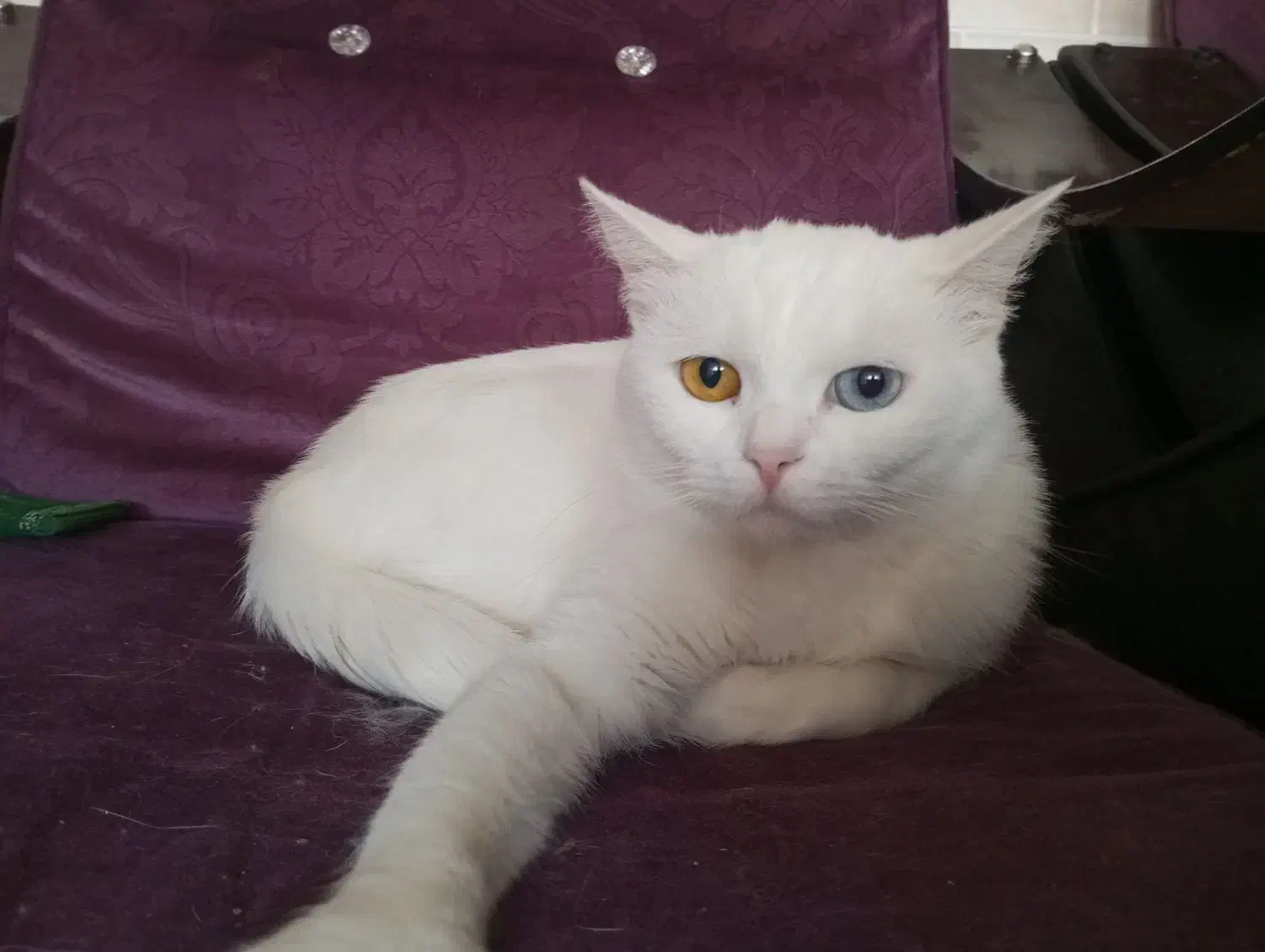 گربه ماده اسکاتیش چشم دو رنگ خشکل|گربه|مشکیندشت, |دیوار