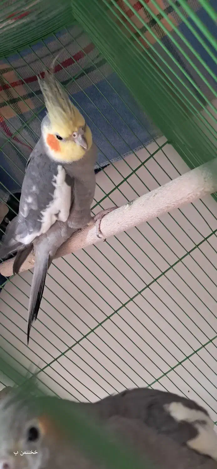 مژدگانی خیلی خوب برای پیدا شدنش|حیوانات|بهبهان, |دیوار