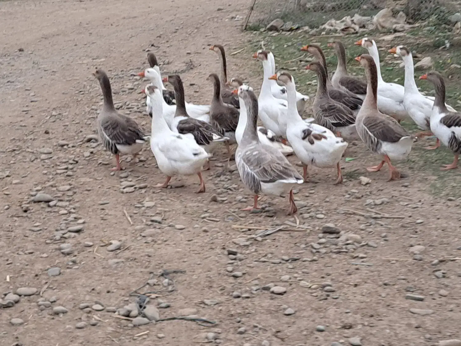 غاز|حیوانات مزرعه|پارسآباد, |دیوار