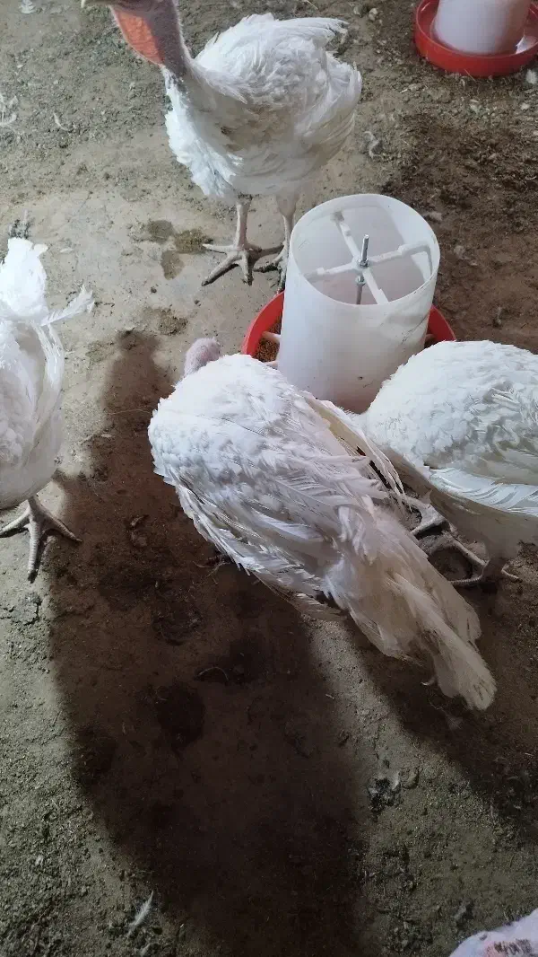 بوقلمون گوشتی|حیوانات مزرعه|تربت‌حیدریه, قاسم آباد|دیوار