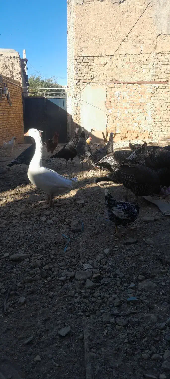 بوقلمون ماده وخروس وغاز صائین قلعه|حیوانات مزرعه|صائین قلعه, |دیوار