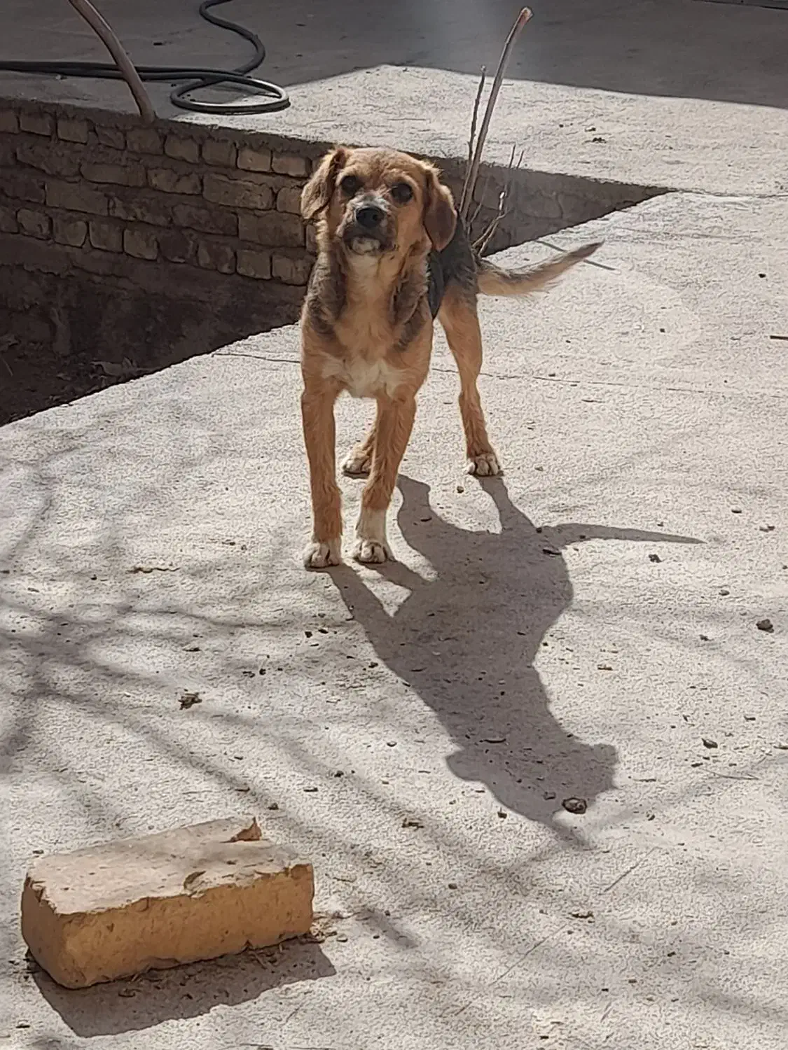 سگ پاکوتاه|سگ|جوادآباد, |دیوار