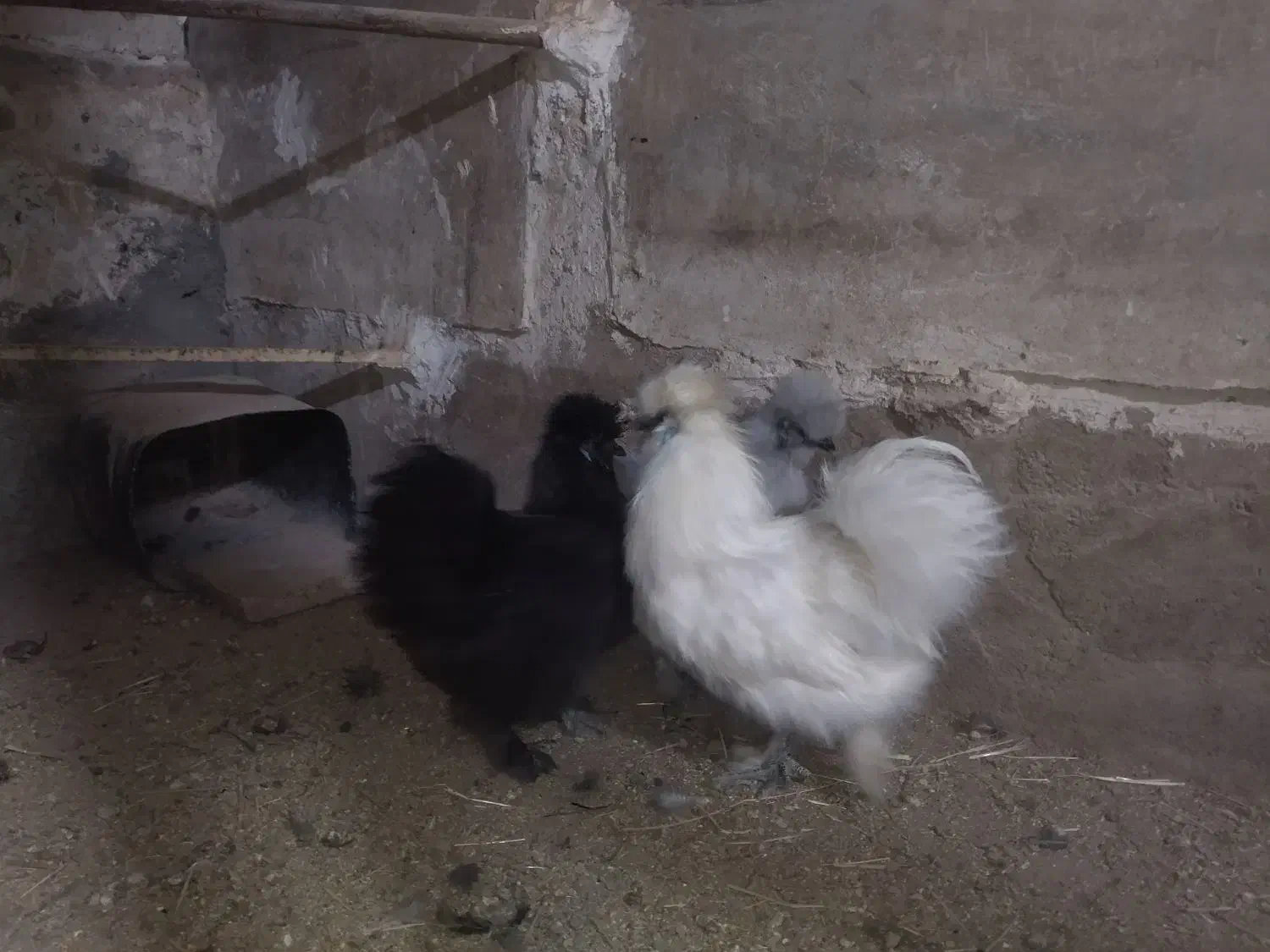 جوجه ابریشمی|حیوانات مزرعه|کاشان, کارگر|دیوار