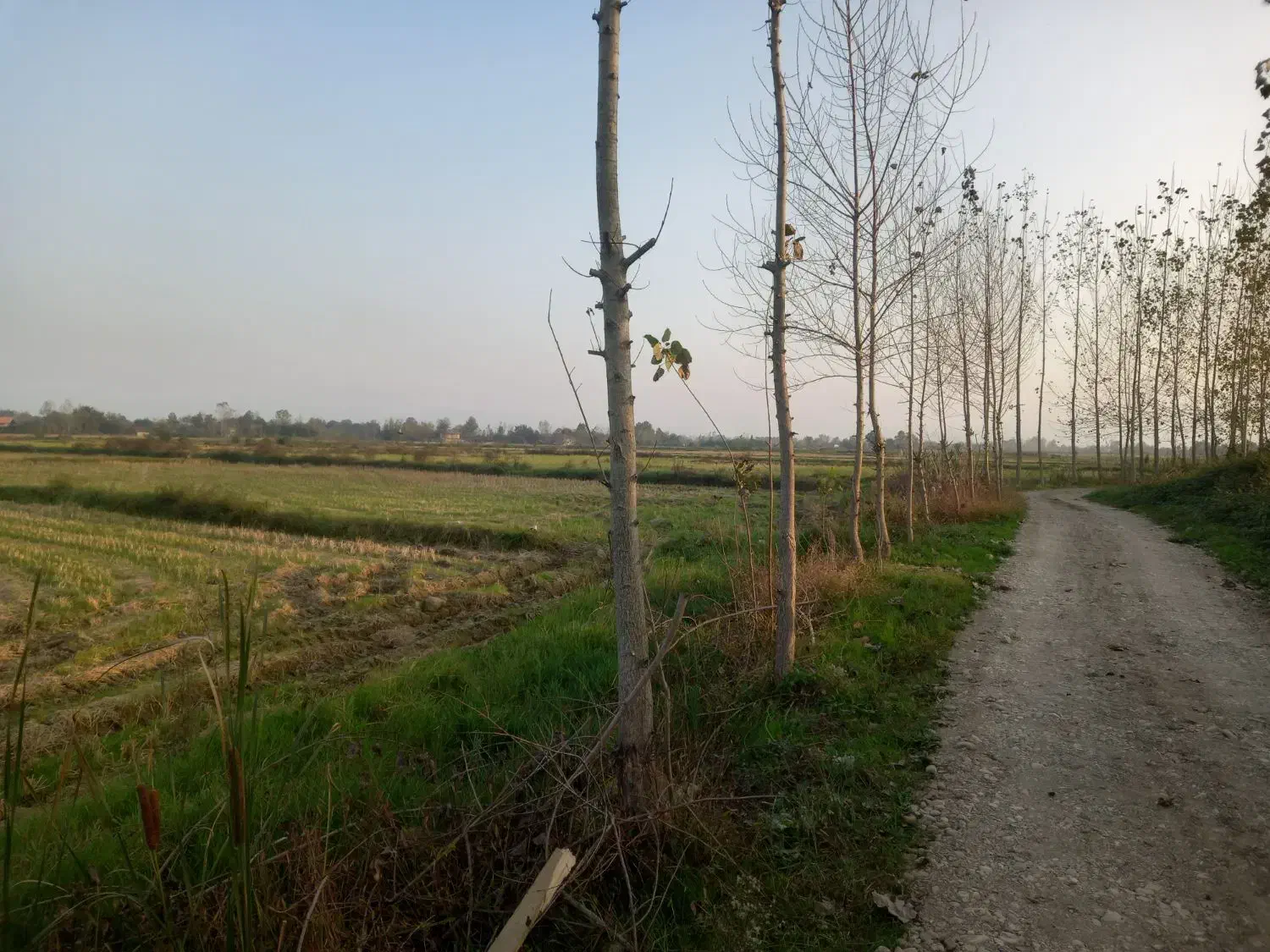 فروش۱۶هزارمتر زمین کشاورزی سنتی بر جاده|فروش زمین و ملک کلنگی|شفت, |دیوار