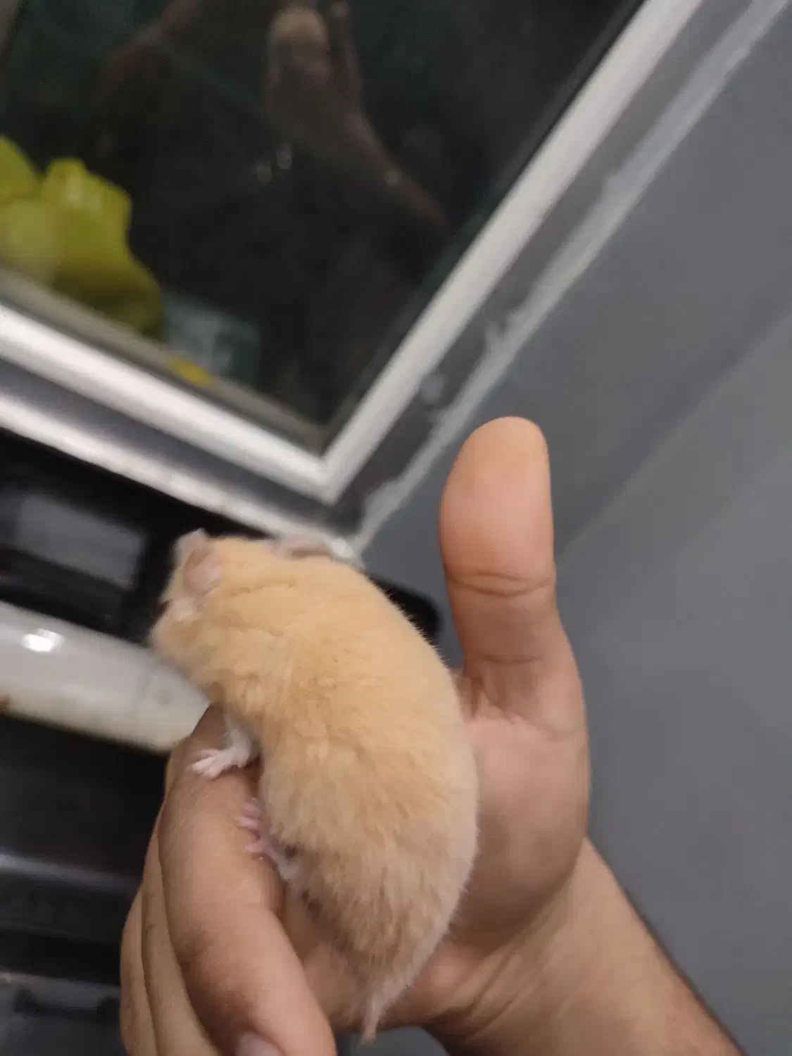 همستر|موش و خرگوش|فولادشهر, B4|دیوار