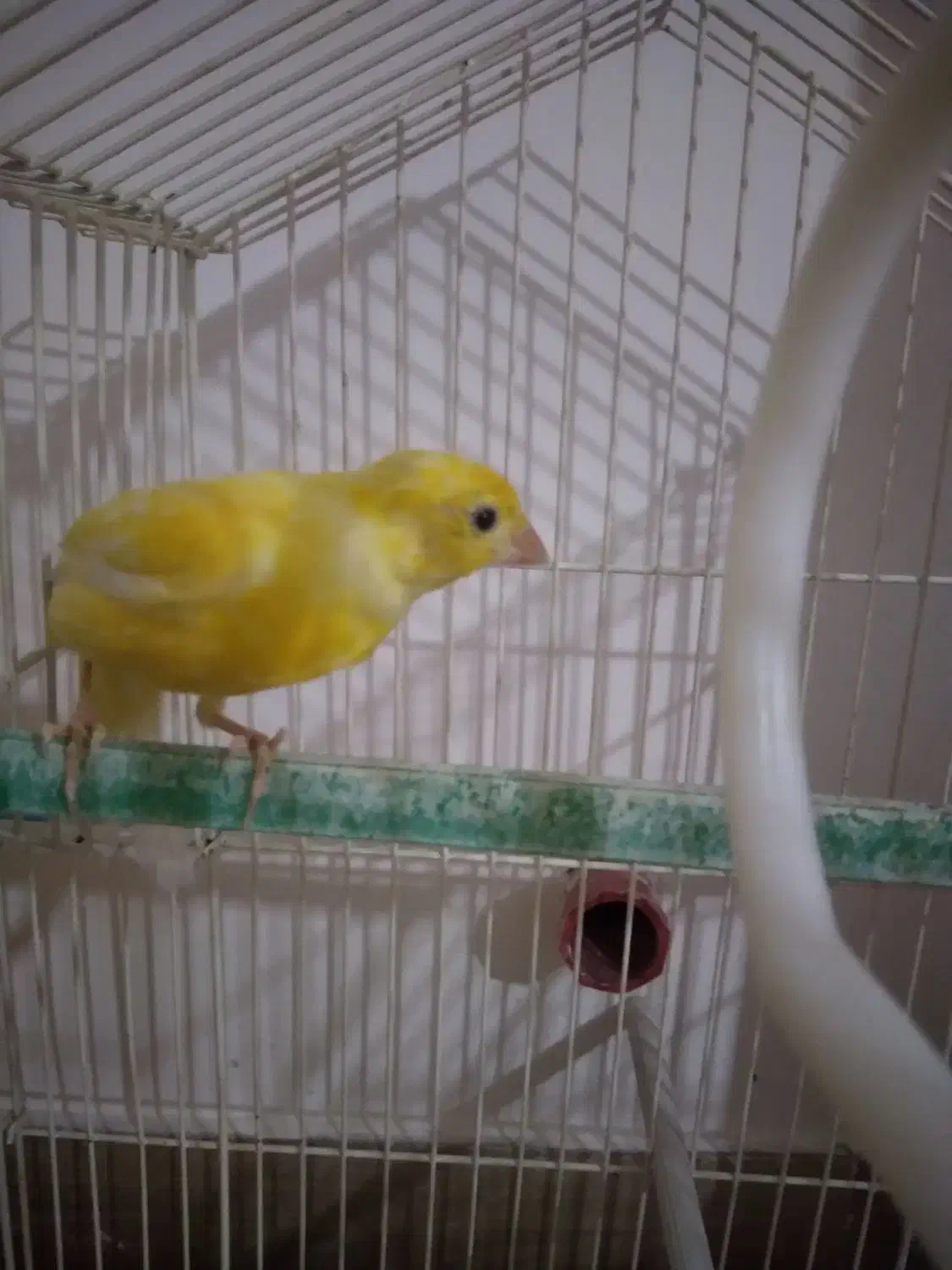 قناری بخون جوان و سرحال|پرنده|سهند, |دیوار