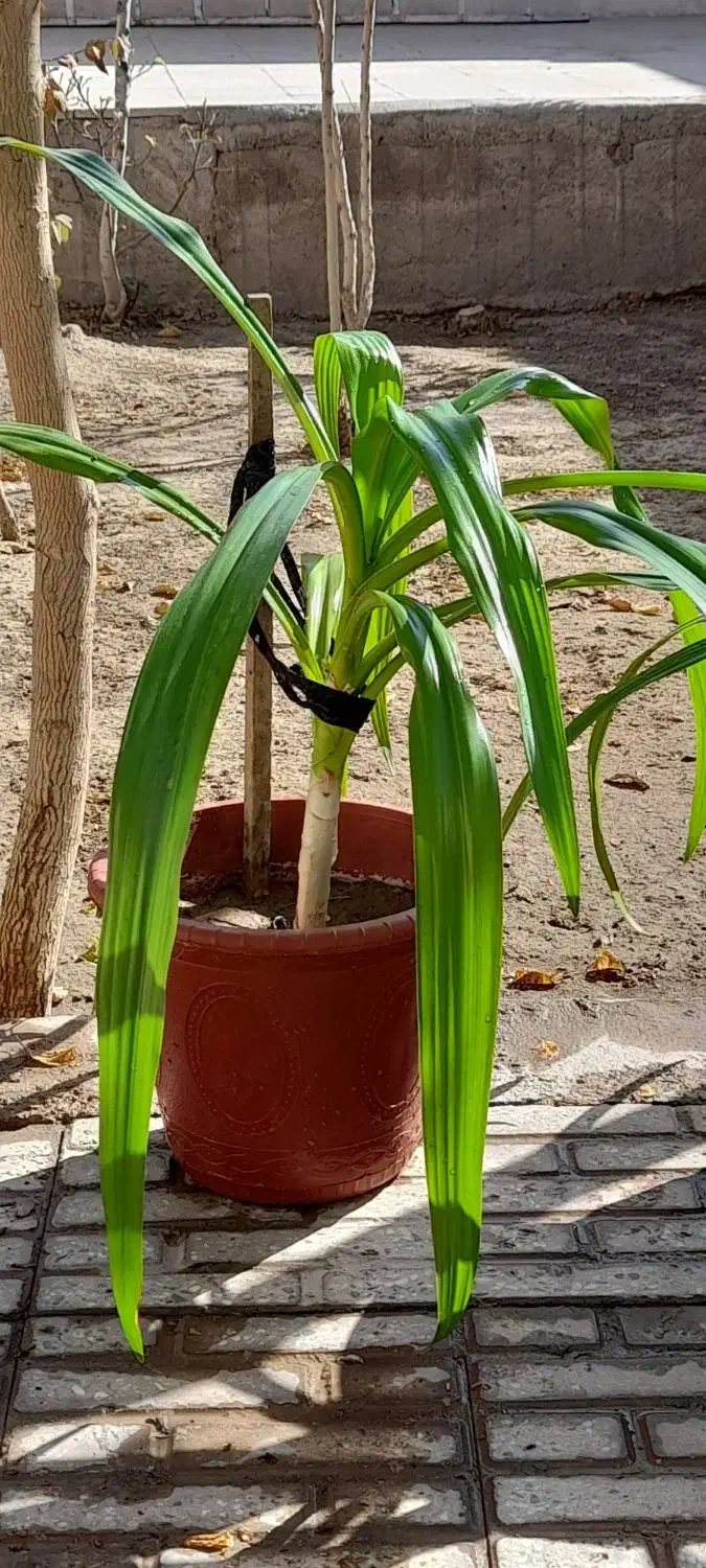 فروش گل|گل و گیاه طبیعی|مبارکه, |دیوار